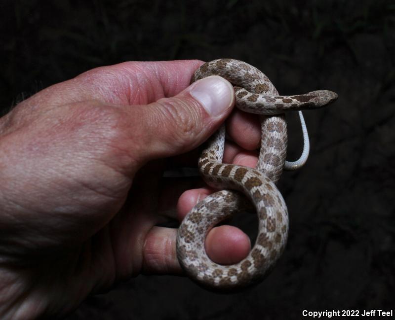 San Diego Nightsnake (Hypsiglena ochrorhyncha klauberi)