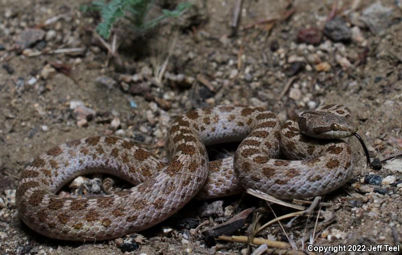 San Diego Nightsnake (Hypsiglena ochrorhyncha klauberi)