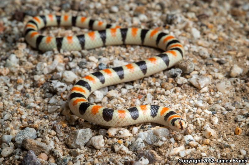 Colorado Desert Shovel-nosed Snake (Chionactis occipitalis annulata)