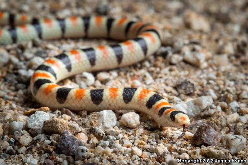 Colorado Desert Shovel-nosed Snake (Chionactis occipitalis annulata)