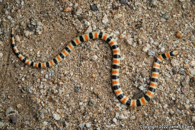 Colorado Desert Shovel-nosed Snake (Chionactis occipitalis annulata)