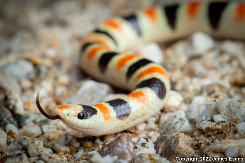 Colorado Desert Shovel-nosed Snake (Chionactis occipitalis annulata)