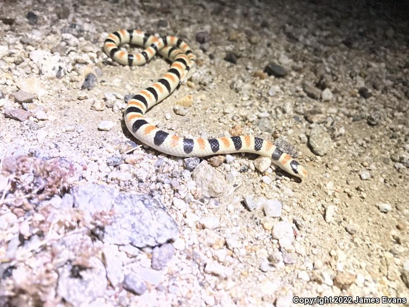 Colorado Desert Shovel-nosed Snake (Chionactis occipitalis annulata)