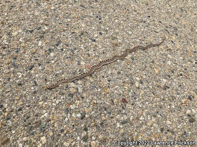 Pacific Gopher Snake (Pituophis catenifer catenifer)