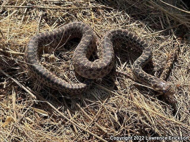 Pacific Gopher Snake (Pituophis catenifer catenifer)