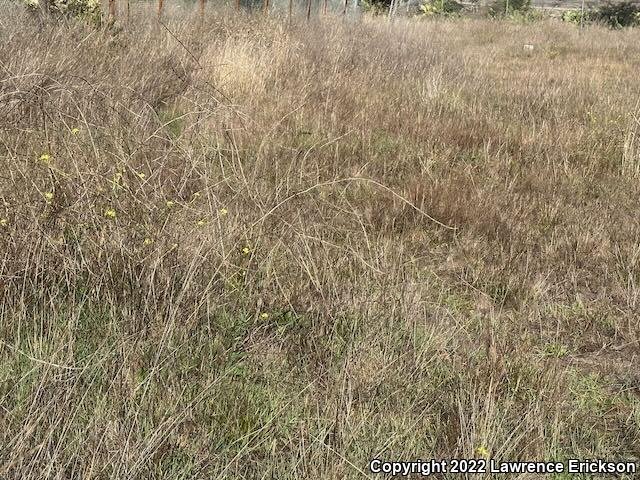 Pacific Gopher Snake (Pituophis catenifer catenifer)