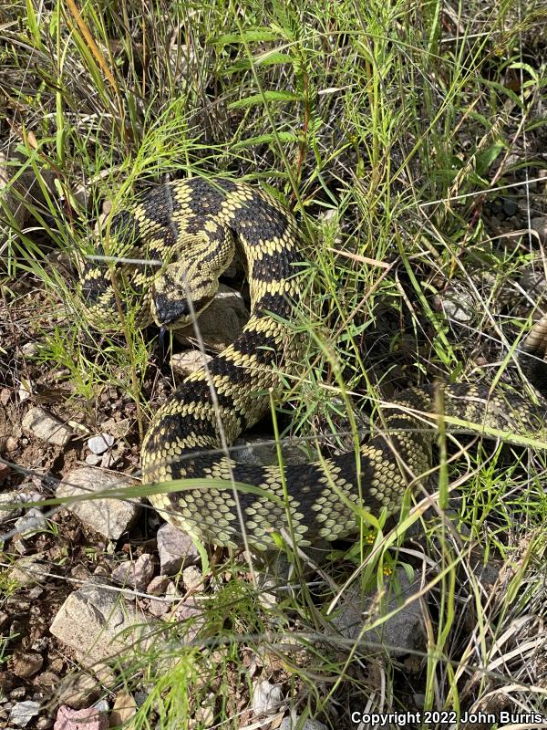 Northern Black-tailed Rattlesnake (Crotalus molossus molossus)