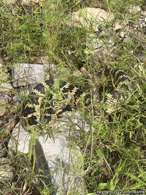 Northern Black-tailed Rattlesnake (Crotalus molossus molossus)