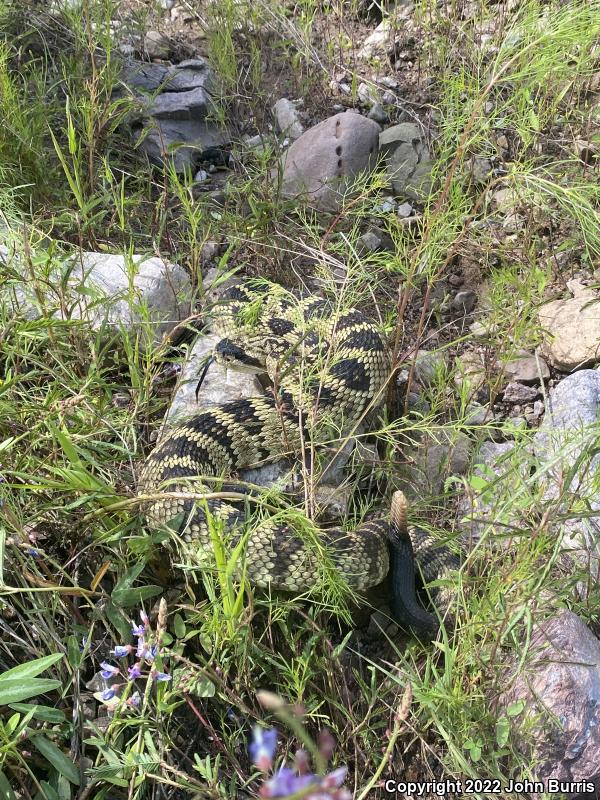 Northern Black-tailed Rattlesnake (Crotalus molossus molossus)