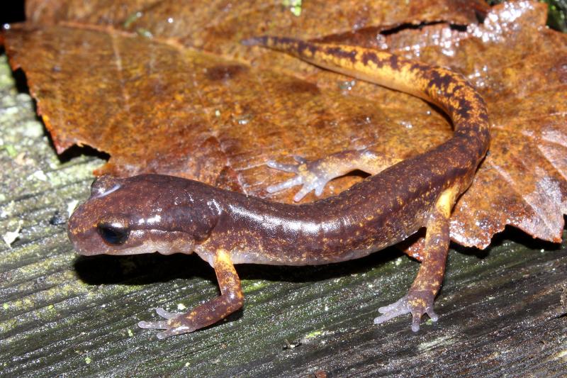 Painted Ensatina (Ensatina eschscholtzii picta)