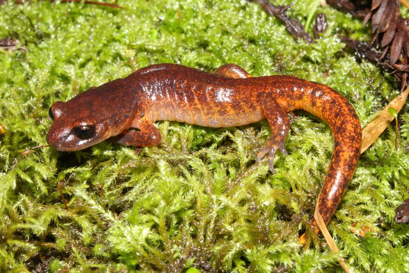 Painted Ensatina (Ensatina eschscholtzii picta)