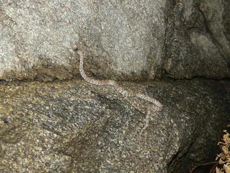 Baja California Lyresnake (Trimorphodon biscutatus lyrophanes)