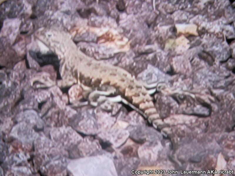 Sonoran Earless Lizard (Holbrookia elegans thermophila)