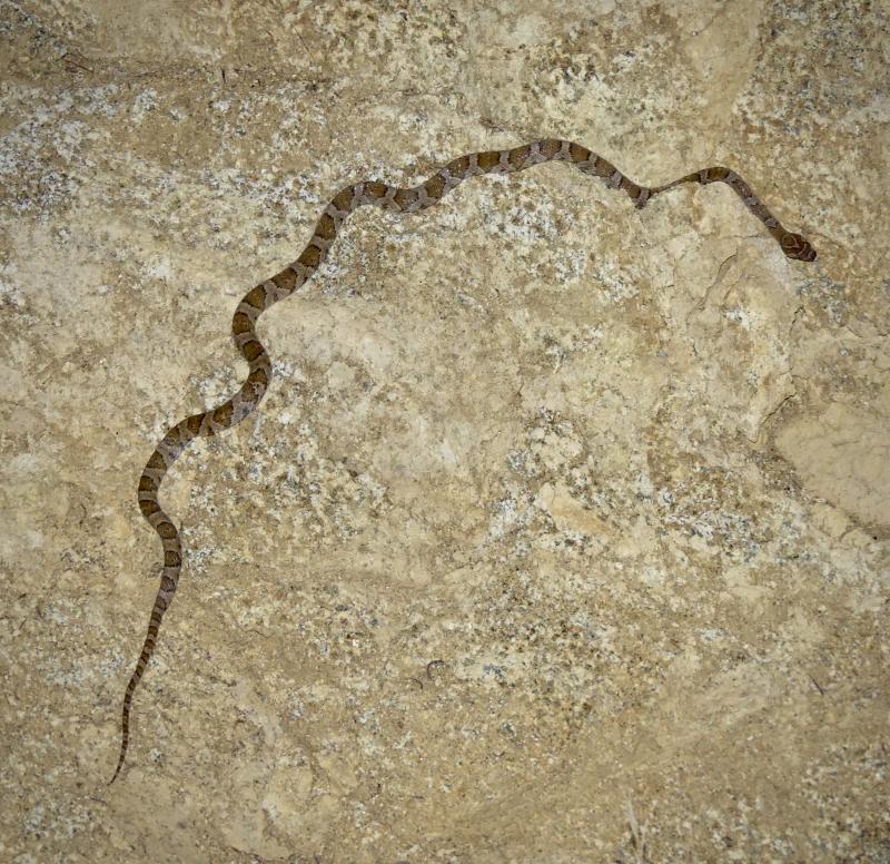 Baja California Lyresnake (Trimorphodon biscutatus lyrophanes)