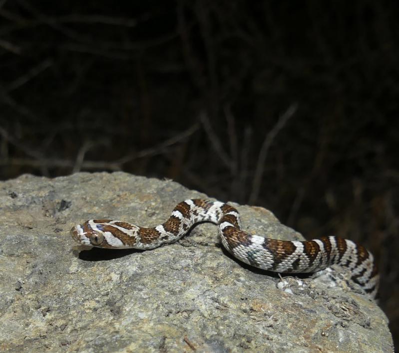 Baja California Lyresnake (Trimorphodon biscutatus lyrophanes)