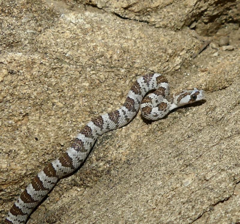 Baja California Lyresnake (Trimorphodon biscutatus lyrophanes)