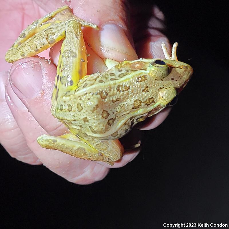 Rio Grande Leopard Frog (Lithobates berlandieri)