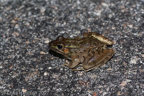 Brown's Leopard Frog (Lithobates brownorum)