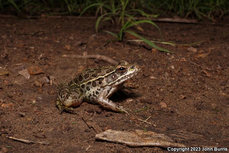 Northwest Mexico Leopard Frog (Lithobates magnaocularis)