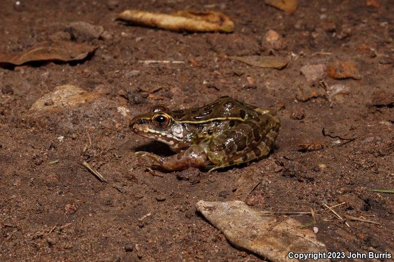 Northwest Mexico Leopard Frog (Lithobates magnaocularis)