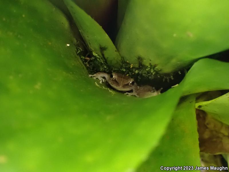 Coqui (Eleutherodactylus coqui)