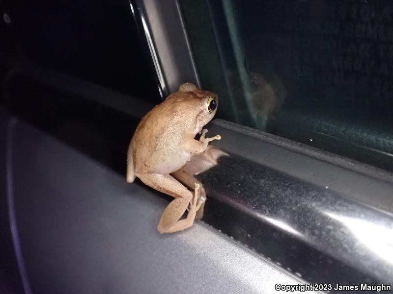 Coqui (Eleutherodactylus coqui)