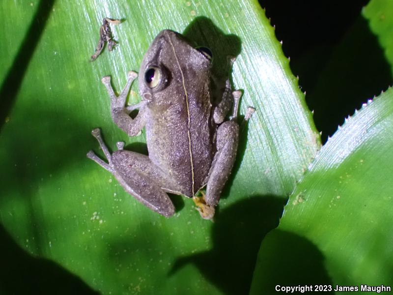 Coqui (Eleutherodactylus coqui)