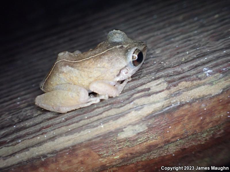 Coqui (Eleutherodactylus coqui)