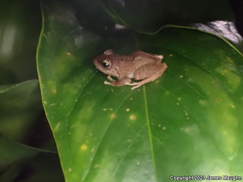 Coqui (Eleutherodactylus coqui)