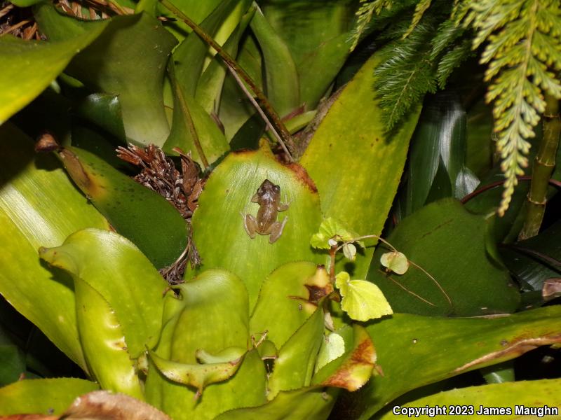 Coqui (Eleutherodactylus coqui)