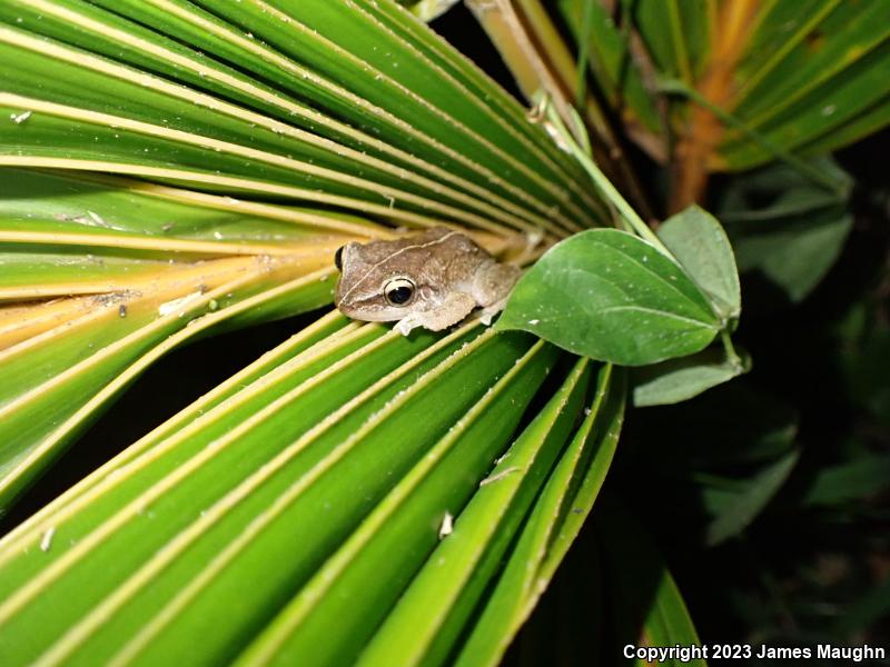 Coqui (Eleutherodactylus coqui)