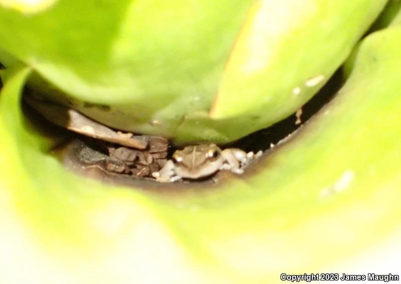 Coqui (Eleutherodactylus coqui)