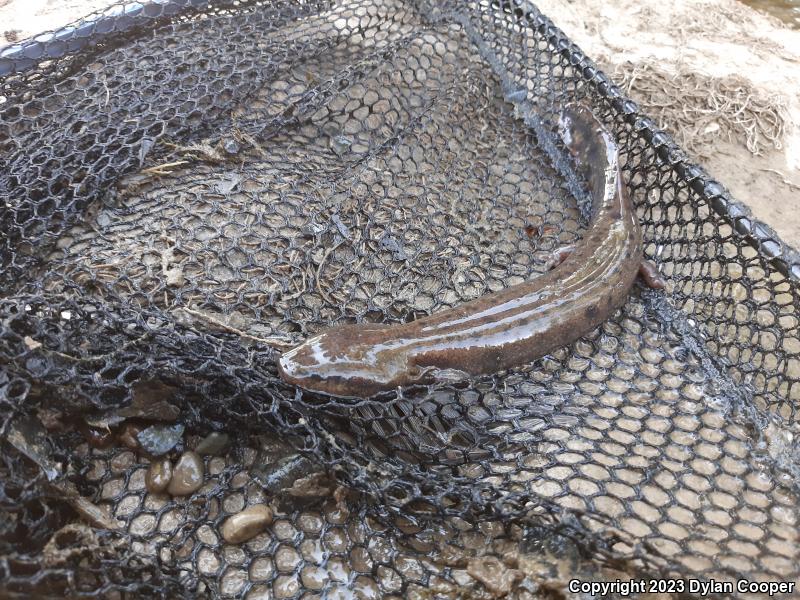 Common Mudpuppy (Necturus maculosus maculosus)