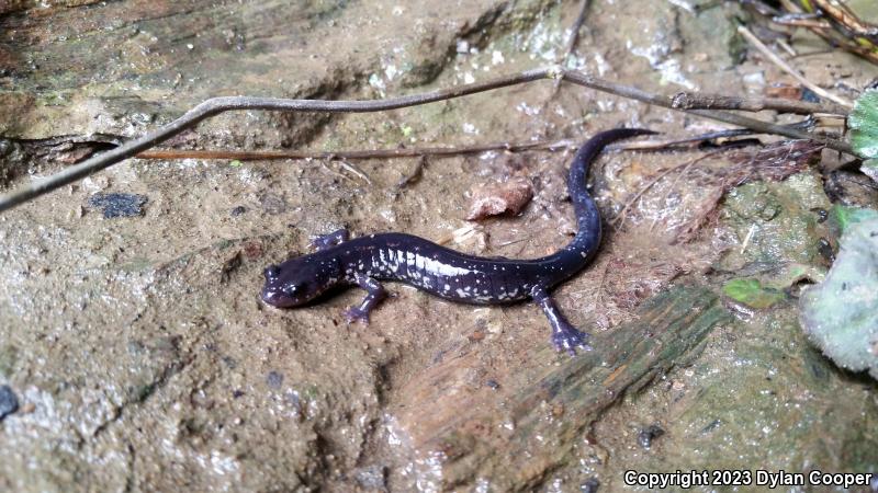 Wehrle's Salamander (Plethodon wehrlei)