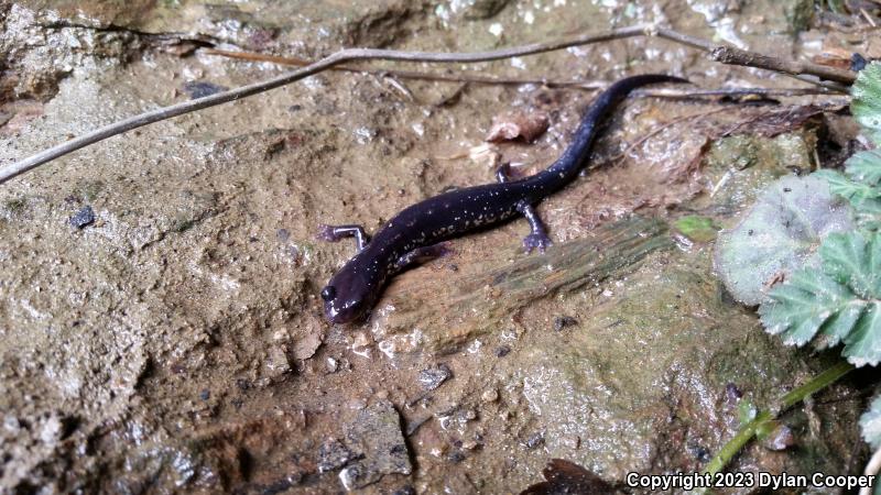 Wehrle's Salamander (Plethodon wehrlei)