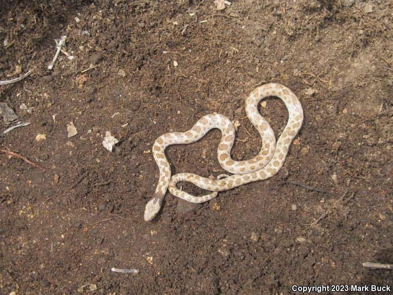 California Nightsnake (Hypsiglena ochrorhyncha nuchalata)