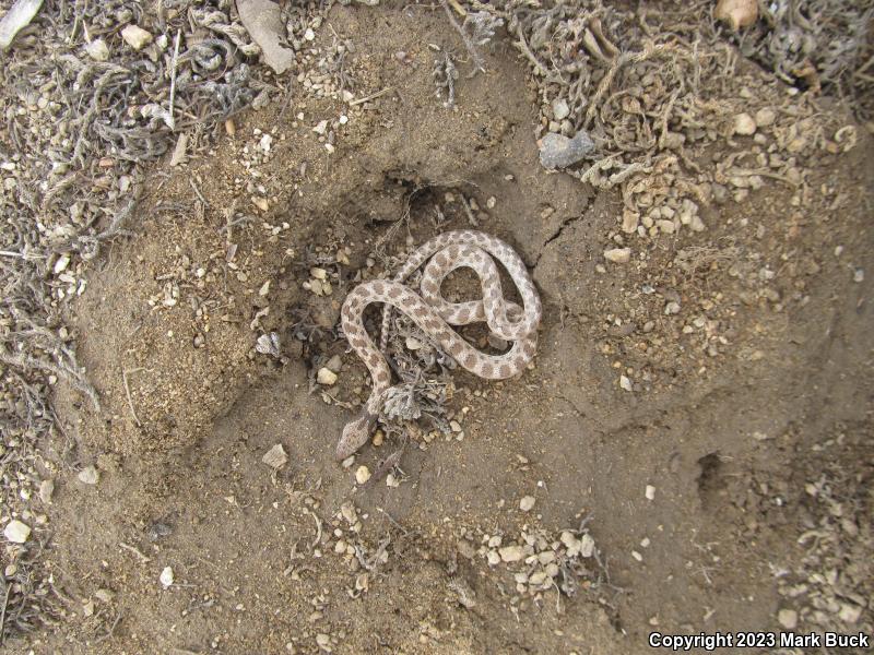 California Nightsnake (Hypsiglena ochrorhyncha nuchalata)