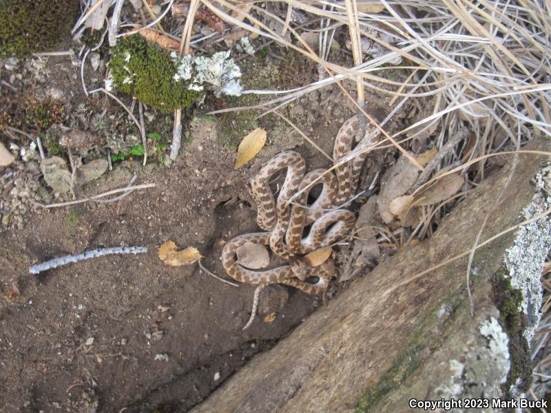 California Nightsnake (Hypsiglena ochrorhyncha nuchalata)