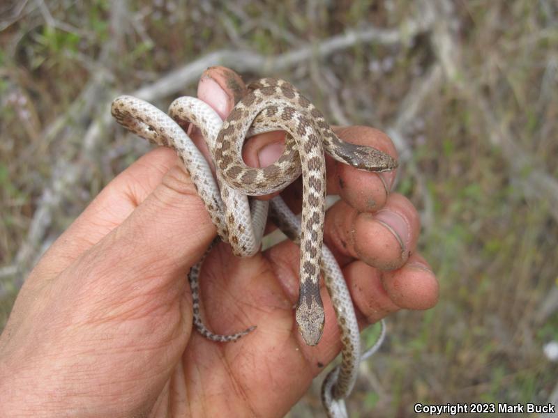 California Nightsnake (Hypsiglena ochrorhyncha nuchalata)