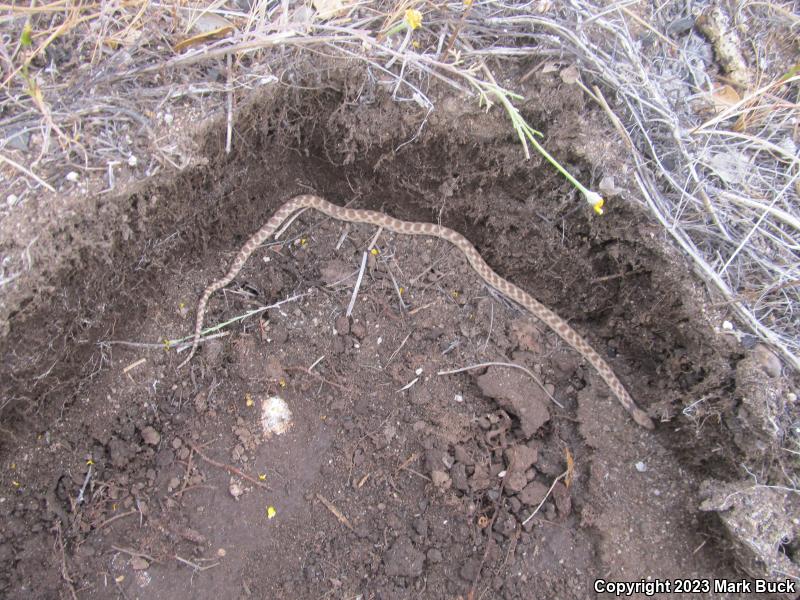 California Nightsnake (Hypsiglena ochrorhyncha nuchalata)