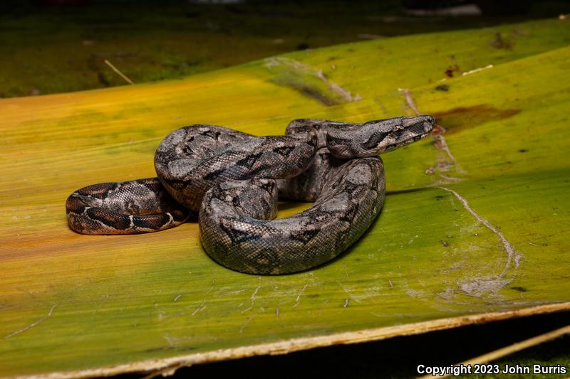 Mexican Boa Constrictor (Boa constrictor imperator)