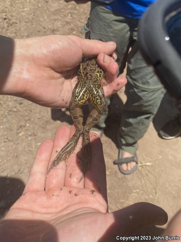 Northwest Mexico Leopard Frog (Lithobates magnaocularis)