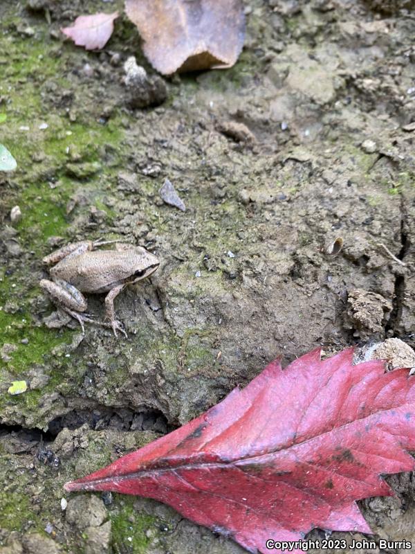 Western Chorus Frog (Pseudacris triseriata)