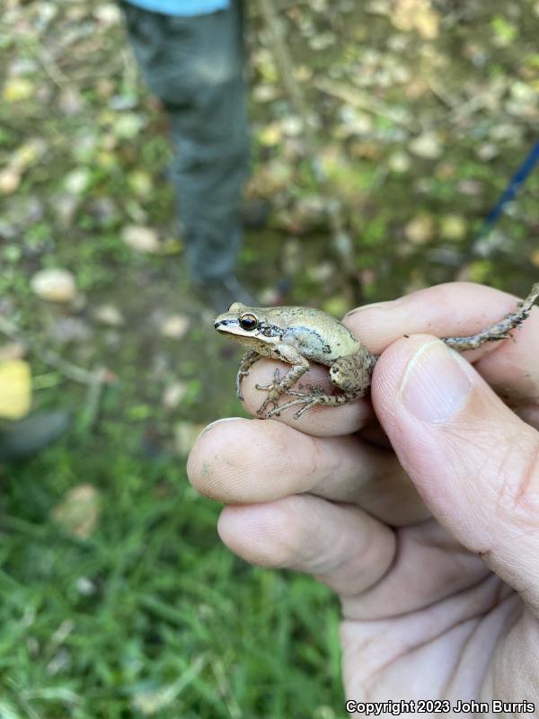 Western Chorus Frog (Pseudacris triseriata)