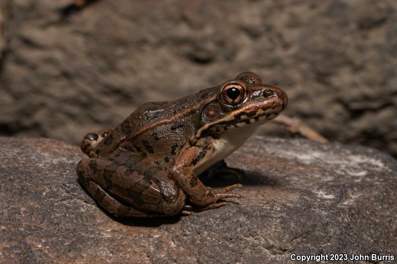 Plains Leopard Frog (Lithobates blairi)