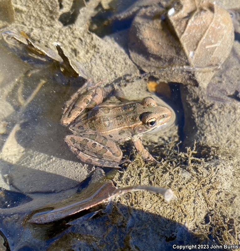 Plains Leopard Frog (Lithobates blairi)