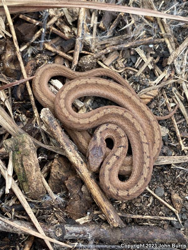 Midland Brownsnake (Storeria dekayi wrightorum)