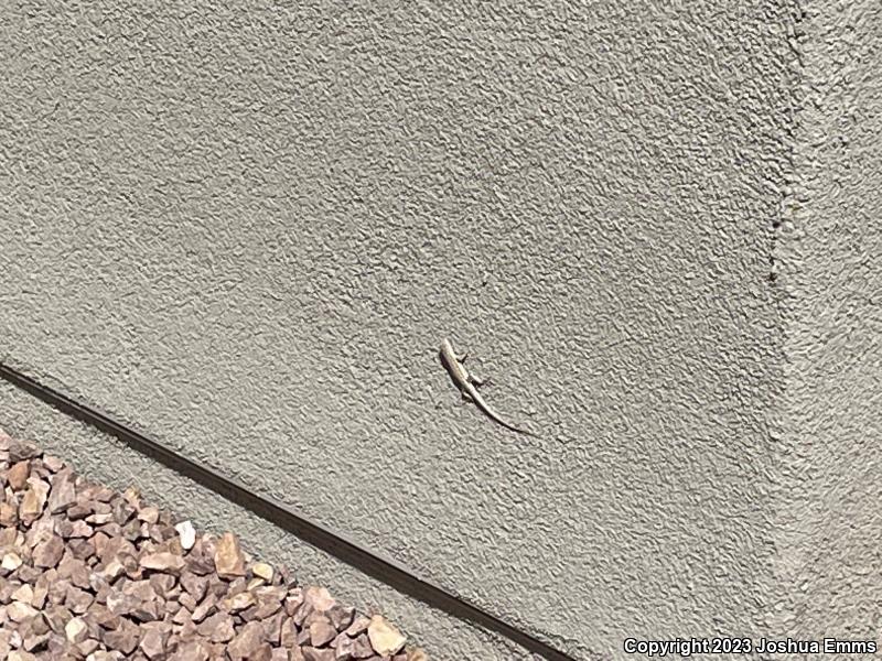 Eastern Side-blotched Lizard (Uta stansburiana stejnegeri)