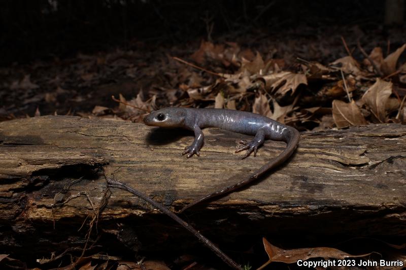 Jefferson Salamander (Ambystoma jeffersonianum)