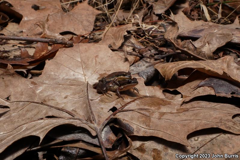 Western Chorus Frog (Pseudacris triseriata)